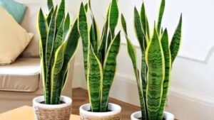 10 Cay Canh Loc Khong Khi Duoc Nasa Chung Nhan Tot Cho Suc Khoe Mang Khong Gian Trong Lanh Vao Nha 1