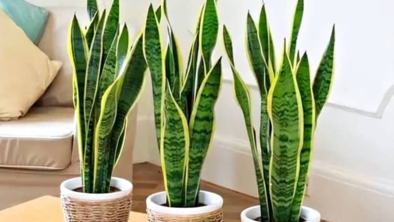 10 Cay Canh Loc Khong Khi Duoc Nasa Chung Nhan Tot Cho Suc Khoe Mang Khong Gian Trong Lanh Vao Nha 1