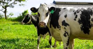 1024 683 1765874207943153084349 101 0 637 1024 Crop 17658744298182122285676