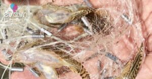 1761140664 172 Thumbnail Width547Height410 Auto Crop Watermark