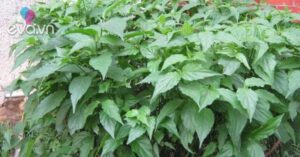 1762348993 816 Thumbnail Width1152Height864 Auto Crop Watermark