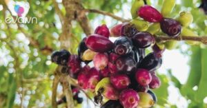 1763199167 128 Thumbnail Width626Height470 Auto Crop Watermark