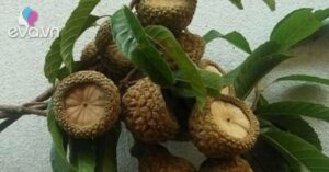 1763301837 615 Thumbnail Width660Height495 Auto Crop Watermark