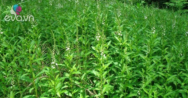 1763736287 241 Thumbnail Width2008Height1506 Auto Crop Watermark