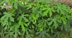 1763910208 412 Thumbnail Width935Height701 Auto Crop Watermark