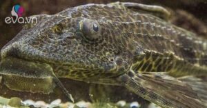 1763990841 526 Thumbnail Width580Height435 Auto Crop Watermark