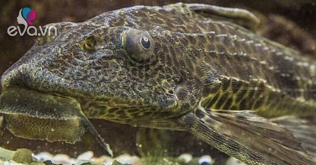 1763990841 526 Thumbnail Width580Height435 Auto Crop Watermark