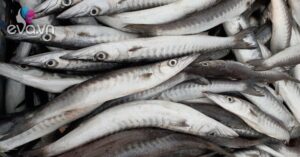 1764079693 849 Thumbnail Width1269Height952 Auto Crop Watermark