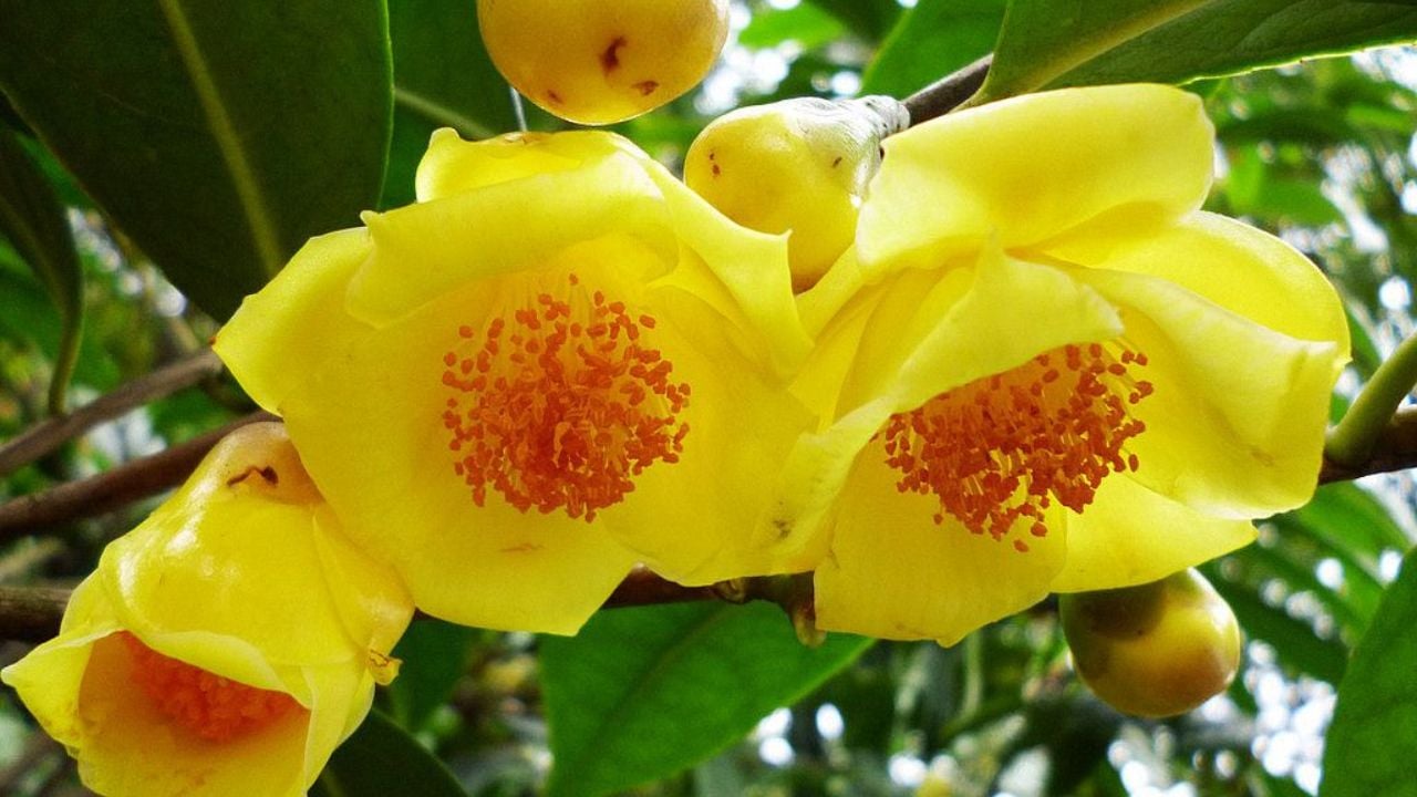 2 Cay Canh Co Hoa Thom Dep Lai Tot Cho Suc Khoe Thuan Phong Thuy Nhu Co Vang Co Bac Trong Nha 211555