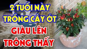 2 Vi Tri Trong Ot Hut Tai Loc Vao Nha 110759