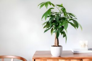 3 Cay Canh Phong Thuy Mang Lai Hanh Phuc May Man Va Thinh Vuong Lau Dai 194739