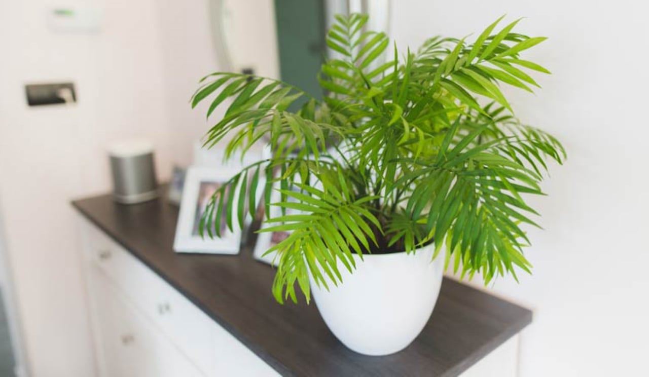 3 Cay Canh Phong Thuy Nay Khong Chi Co Y Nghia Tot Ma Con Thich Hop Trong O Noi Thieu Anh Sang 22565