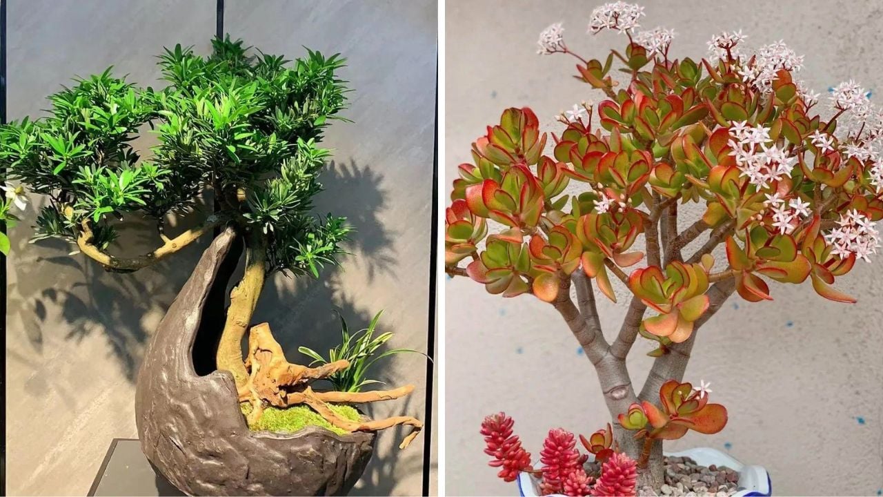 3 Loai Cay Cang Lau Gia Doan Cang Thinh Vuong Con Chau De Thanh Tai Rang Danh Dong Ho 160302