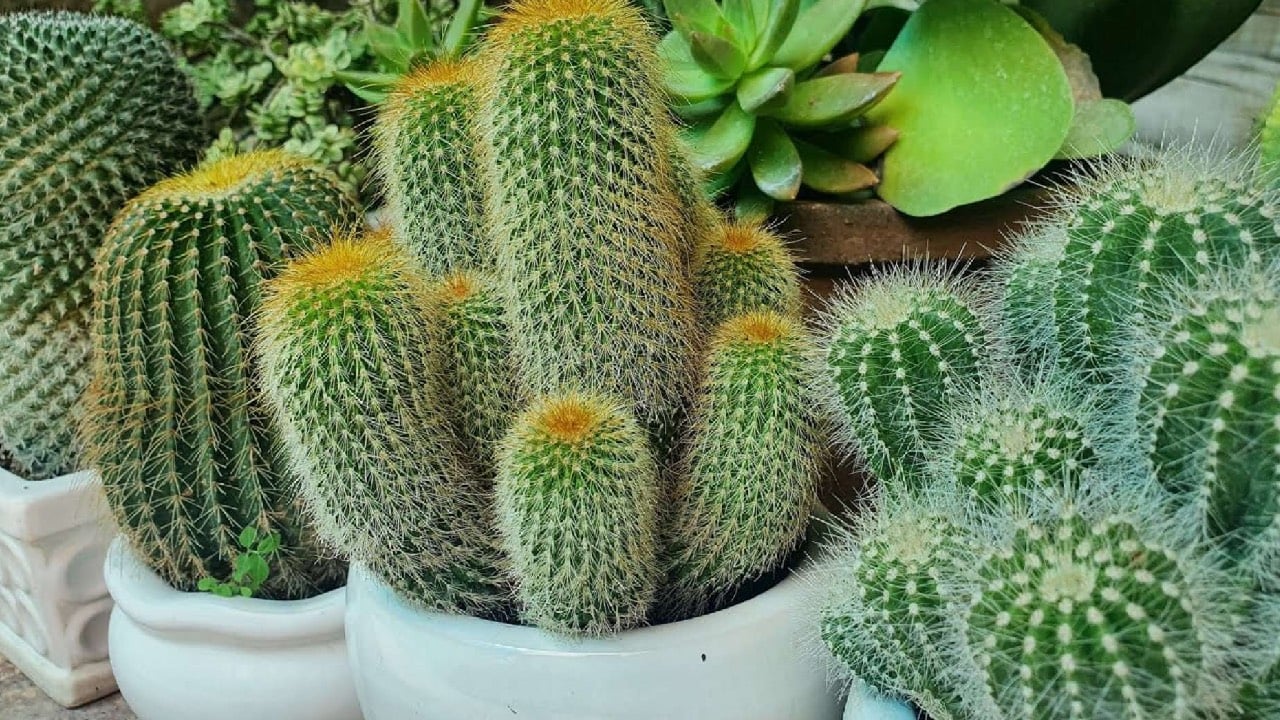 3 Loai Cay Dat O Cua Chinh Chan Tien Tai Gia Chu Quanh Nam Ngheo Kho 235647