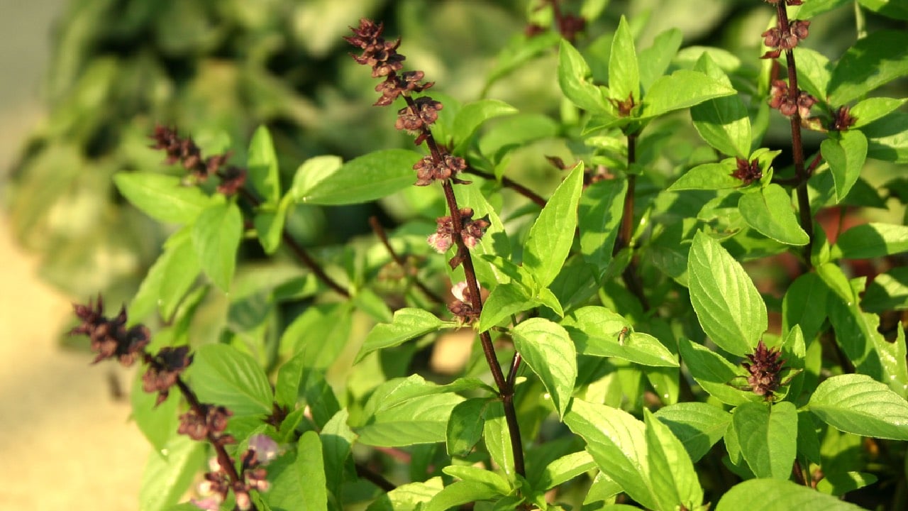 3 Loai Cay Duoi Muoi De Trong 235811