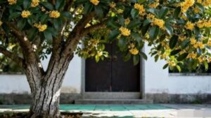 3 Loai Cay Khong Trong Ngoai San Va 3 Vat Khong Treo Trong Nha Phong Thuy Gia Chu Nen Biet Ro 133430