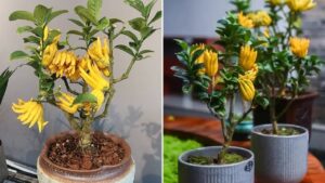 3 Loai Cay La Bau Vat Than Tai Trong Trong Nha Loc Den Khong Ngung 224153