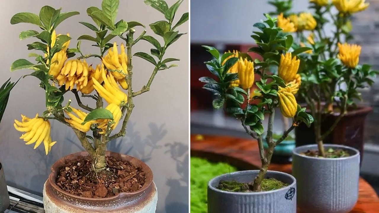 3 Loai Cay La Bau Vat Than Tai Trong Trong Nha Loc Den Khong Ngung 224153