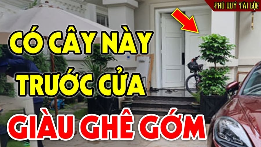 3 Loai Cay Nay Trong Truoc Nha Giau Co Tien Vao Nhu Nuoc 085127