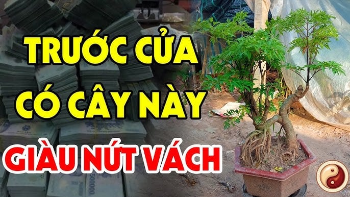 3 Loai Cay Ngheo May Cung Dung Chat Bo Cay Cang Xanh Nguoi Cang Giau Co Phat Tai 123931