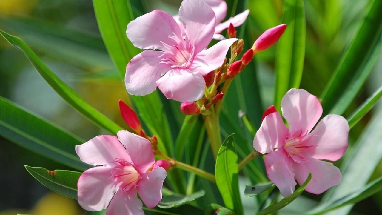3 loai cay nguoi giau khong bao gio trong trong nha 222306