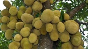 3 Loai Cay Phong Thuy Giu Loc Nhu Ket Sat Chat Bo La Mat Tai Van 155209