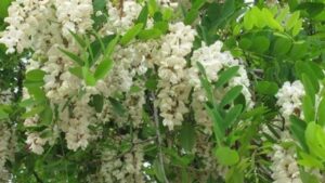 3 Loai Cay Phong Thuy Giup Giu Loc Cho Gia Dinh Chat Di La Hoi Han Ca Doi 155104