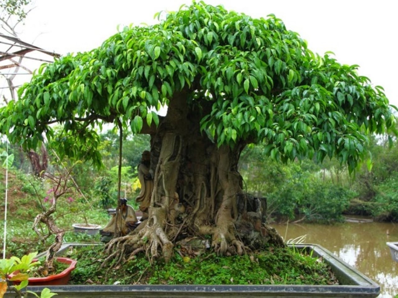 3 Loai Cay Tranh Dat O Khu Vuc Nay De Ngoi Nha Hai Hoa Va Mang Nang Luong Song Tich Cuc 174514