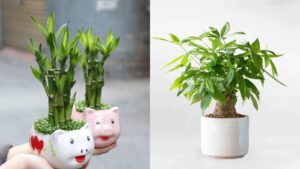 3 Loai Cay Trong Ban Cong Ruoc Than Tai Vao Nha Gia Chu Cang Lam Cang Giau Tien Tieu Khong Het 14285