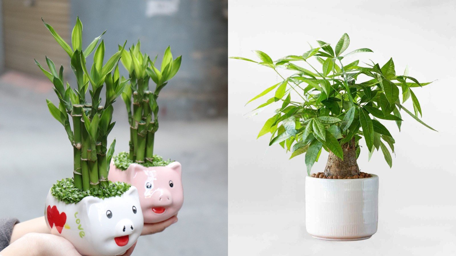 3 Loai Cay Trong Ban Cong Ruoc Than Tai Vao Nha Gia Chu Cang Lam Cang Giau Tien Tieu Khong Het 14285