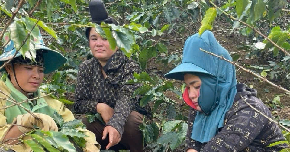 3 Phu Nu Bi Khoi To Vi Hai Trom 6 Bao Tai Ca Phe 1793