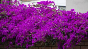 3 Viec Can Lam De Hoa Giay No Dung Dip Tet 233713