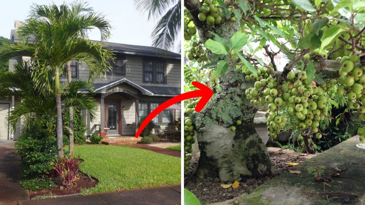 4 Cay Canh Giu Loc Nha Ai Trong Thi Qua Tot Khong Giau Cung Phu Quy Chat Bo La Hao Tai 170709