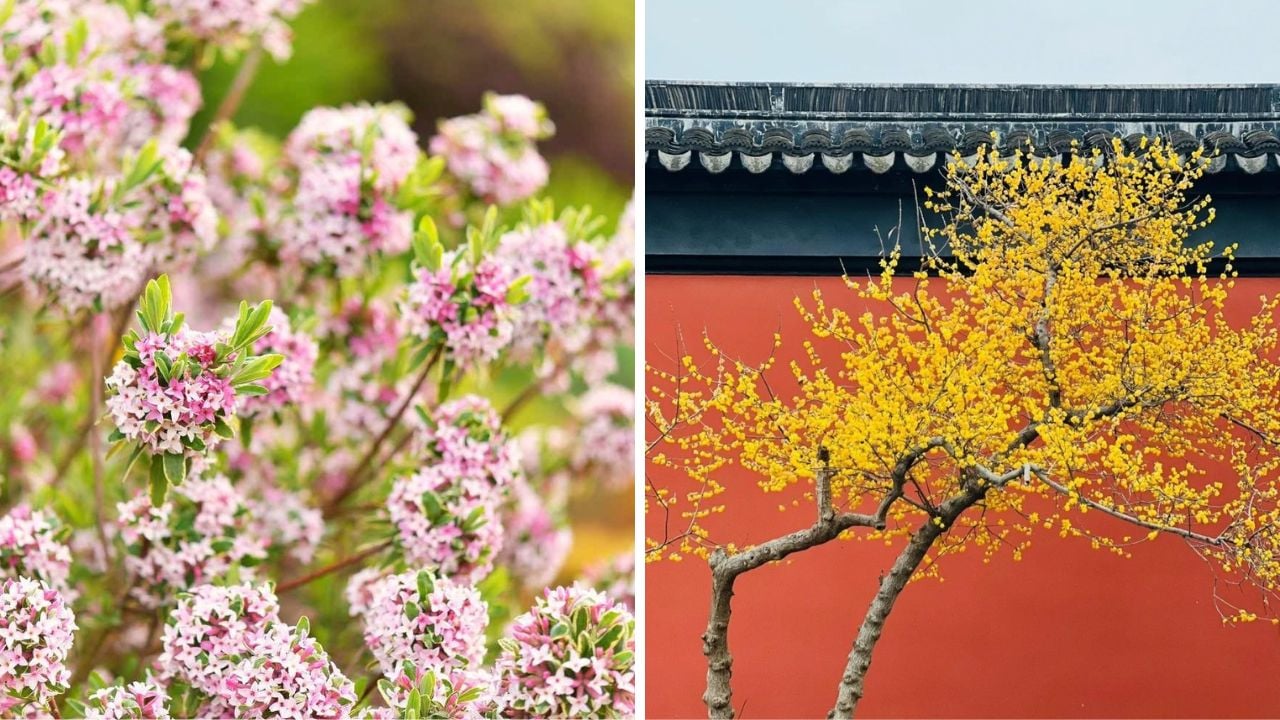 4 Cay Canh No Hoa Thom Nhat Mua Dong Trong Mot Cay Trong Nha Thom Ngat Nhu Xit Nuoc Hoa Hut Loc Binh