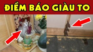 4 con vat vao nha mang toi may man giau co cho gia dinh ban dung dai duoi di 082344