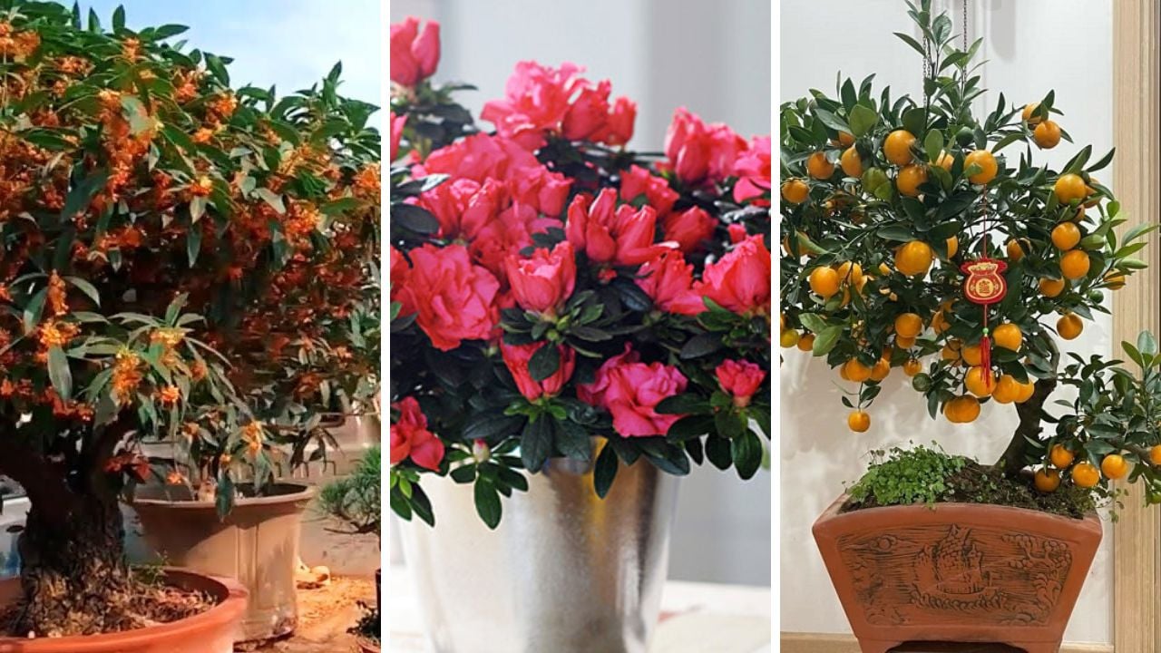 4 Loai Cay Canh Gioi Thuong Luu Am Tham Trong Trong Nha Kich Hoat Tai Loc Thinh Vuong Ben Vung 17305