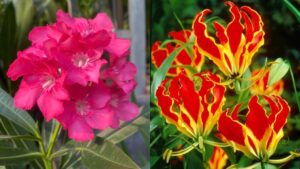 4 Loai Cay Hai Nguoi Trong Trong Nha Lam Tien Cua Tieu Tan 205416