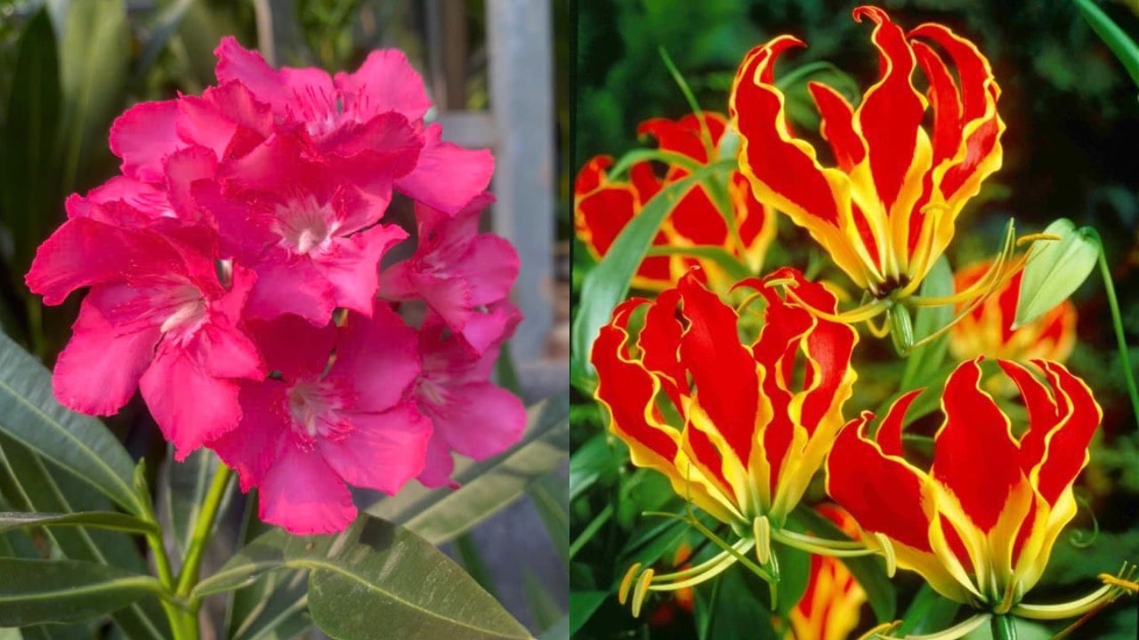 4 Loai Cay Hai Nguoi Trong Trong Nha Lam Tien Cua Tieu Tan 205416