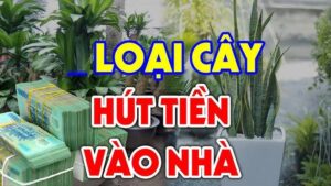 4 Loai Cay Hanh Thuy Tot Duong Lam An So 1 Nha Giau Chuong Nhat 075602