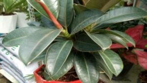 4 Loai Cay Phong Thuy Nen Dat Trong Phong Khach Chung 1 Chau Giup Gia Dinh Thinh Vuong 10 Nha Thi 9