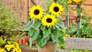 4 Loai Hoa Tuyet Doi Khong Nen Dat Trong Phong Khach Ruoc Vao Nha La Chan Tai Tan Khi That Loc 13264