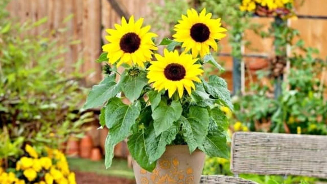 4 Loai Hoa Tuyet Doi Khong Nen Dat Trong Phong Khach Ruoc Vao Nha La Chan Tai Tan Khi That Loc 13264