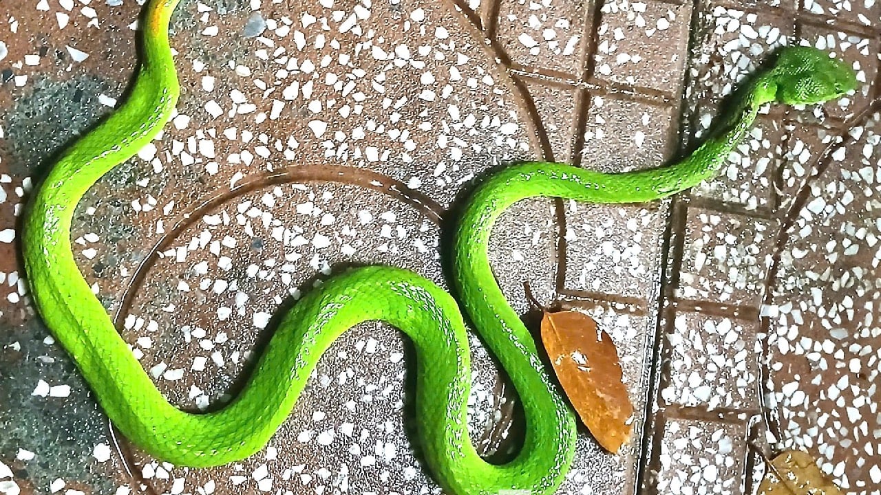 4 Loai Vat Bao Diem Xui Cho Coi Thuong Khi Thay Chung Trong Nha 222819