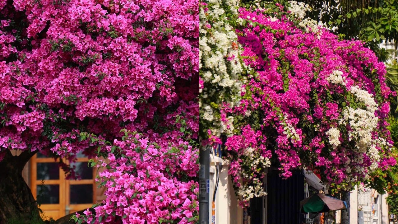 4 Tuyet Chieu Giup Hoa Giay No Dung Tet 230513