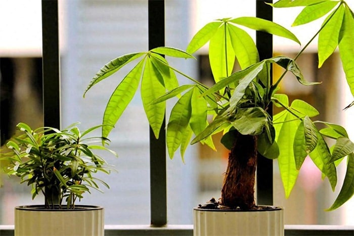 4 Vi Tri Vang Trong Nhat Dat Cay Kim Ngan Giup Gia Chu Hut Tien Nhu Nam Cham 150124