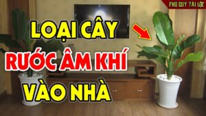 5 Cay Am Moc O Quanh Nha Hut Can Phuc Loc Chat Bo Ngay Dung Tiec 114015