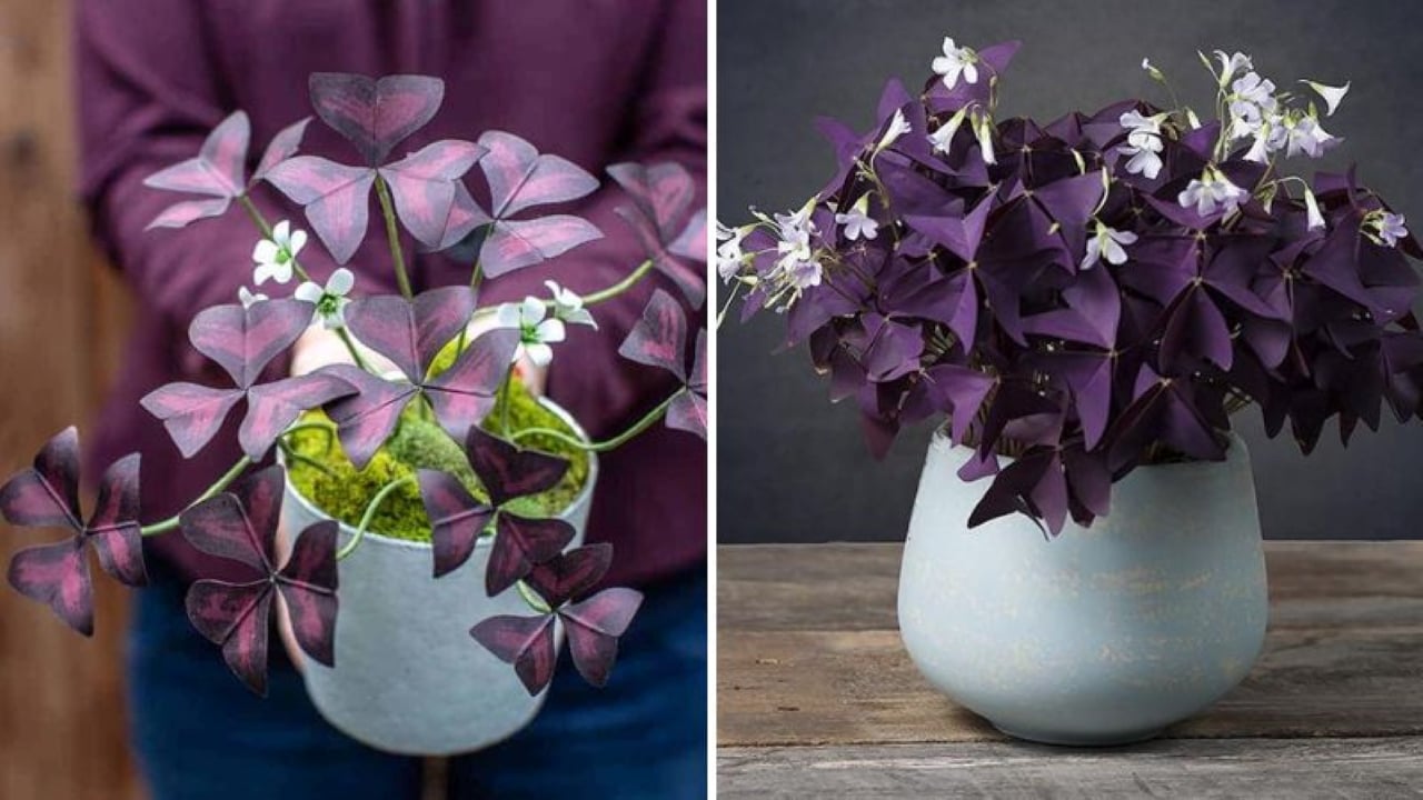 5 Cay Canh Phong Thuy Co Mau Tim Dep Me Man Lai Xua Duoi Van Xui Mang Den May Man 192242