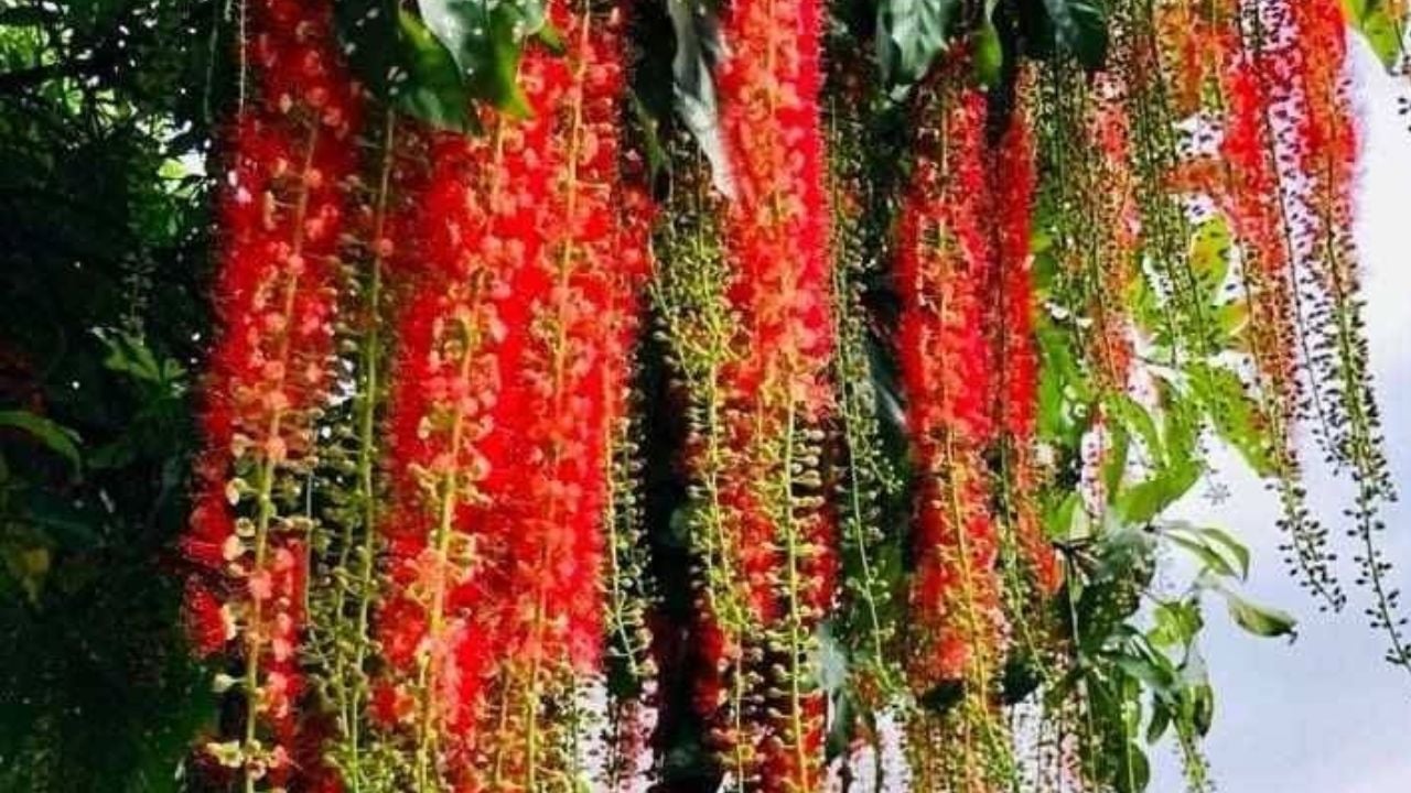 5 Cay Canh Phong Thuy Hop Ca 5 Menh Trong Trong Nha Giup Vuong Khi Gia Dinh Hoa Hop Giau Co 215556.J