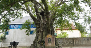 5 cay thi rong ruot gan 700 nam tuoi o nghe an van tuoi tot cho qua deu 1110