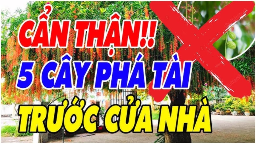 5 loai cay am sat khi cao cay cang xanh nguoi cang lao dao 083351